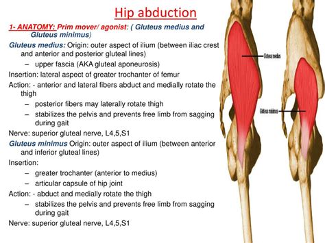 The hip abduction - Hip abduction exercises are necessary because they strengthen the muscles that secure the femur into the hip joint. We practice this action every day while we walk to the side, get out of bed, and get out of the car. To work the hip abductor muscles, perform hip abduction exercises three times a week. The hip abductors are essential muscles ...